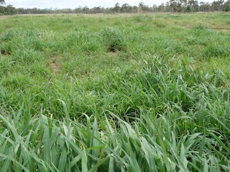 290 ACRES – Crystal Creek Road, Kogan QLD 4406