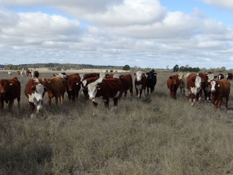 312 Tumba Downs Rd, Miles QLD 4415