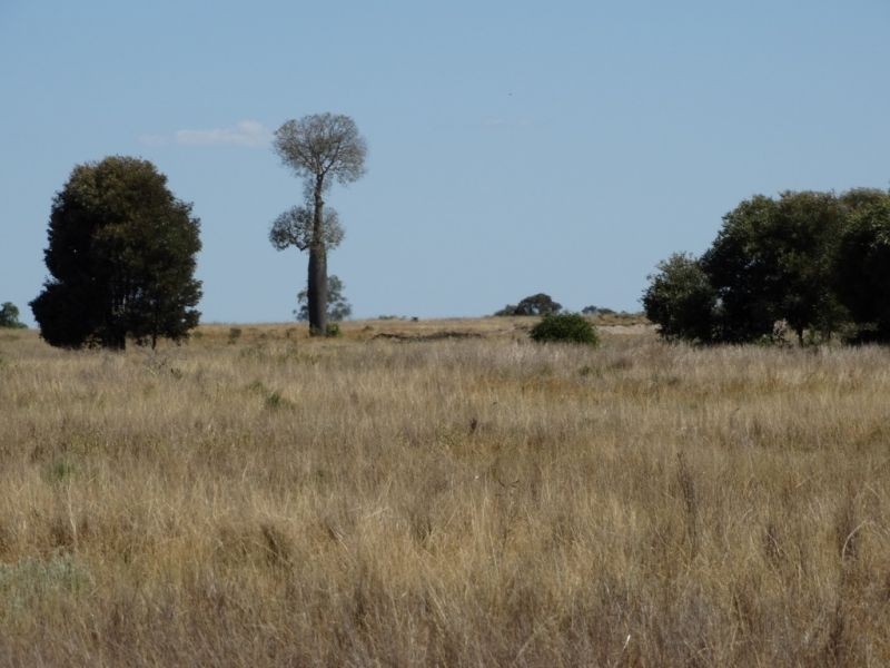 312 Tumba Downs Rd, Miles QLD 4415