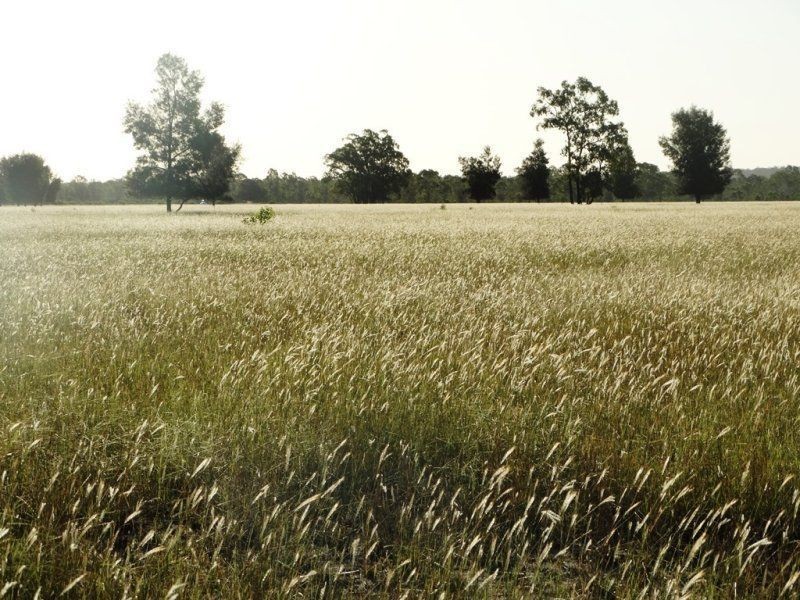 1779 Tara-Kogan Road, Tara QLD 4421