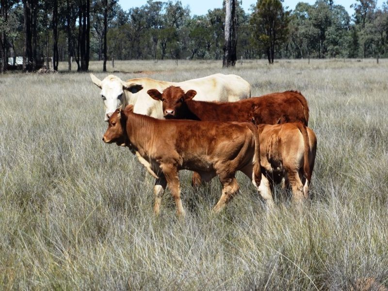 410 Acres on Goonalah North Road, Miles QLD 4415