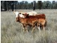 410 Acres on Goonalah North Road, Miles QLD 4415