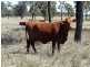 410 Acres on Goonalah North Road, Miles QLD 4415