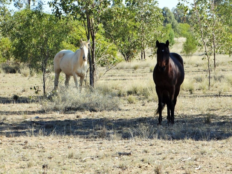 453 Engine Road, Chinchilla QLD 4413