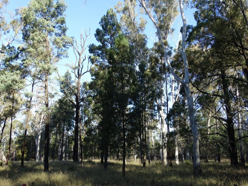 453 Engine Road, Chinchilla QLD 4413