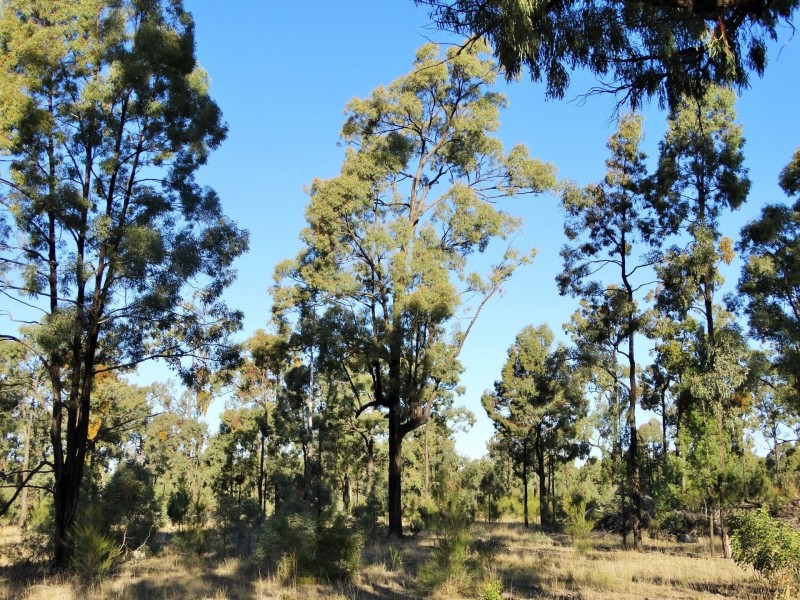 453 Engine Road, Chinchilla QLD 4413