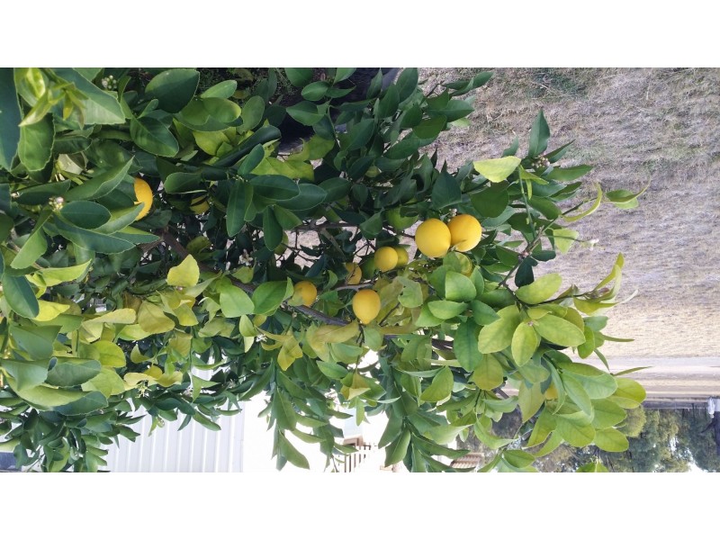 256 Billabong Lane, Wieambilla QLD 4413