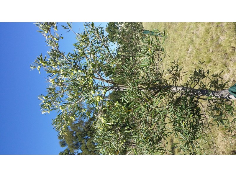 256 Billabong Lane, Wieambilla QLD 4413