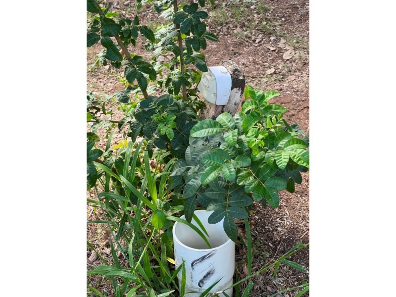 139 Chinchilla St, Chinchilla QLD 4413