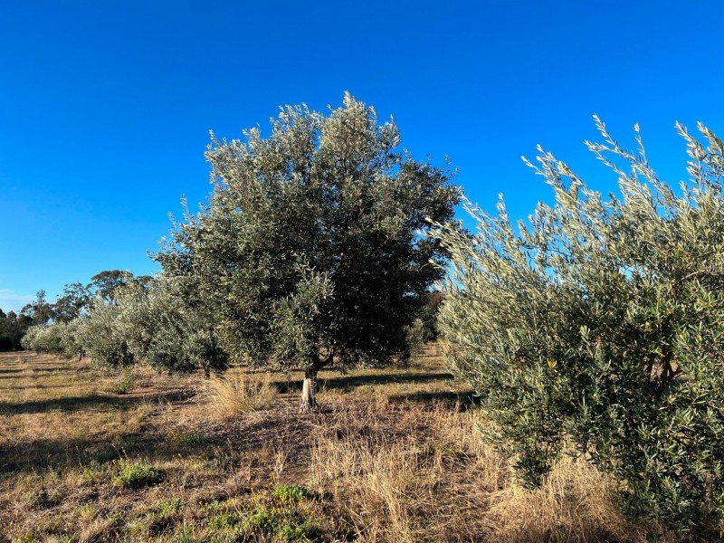 97 Golden Glow Road, Tara QLD 4421