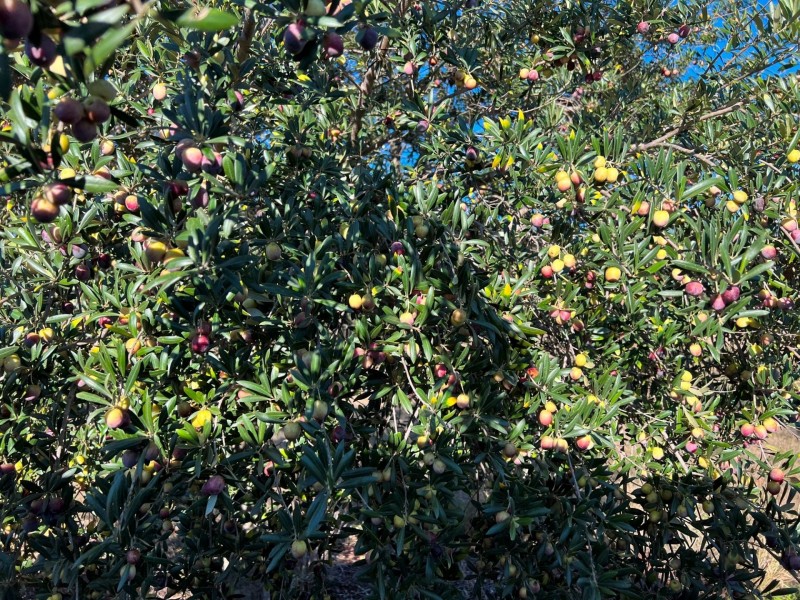 97 Golden Glow Road, Tara QLD 4421