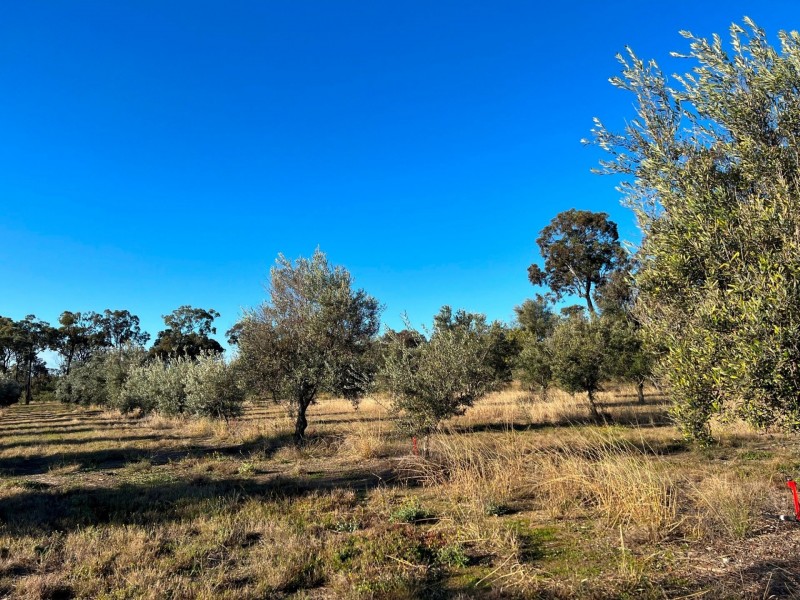 97 Golden Glow Road, Tara QLD 4421