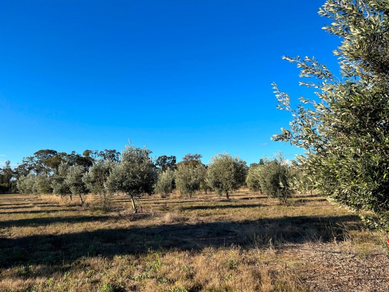 97 Golden Glow Road, Tara QLD 4421