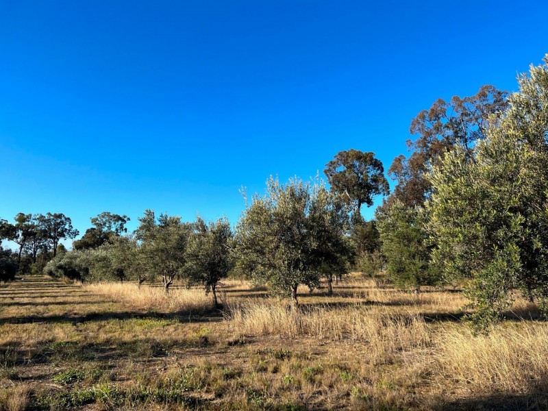 97 Golden Glow Road, Tara QLD 4421