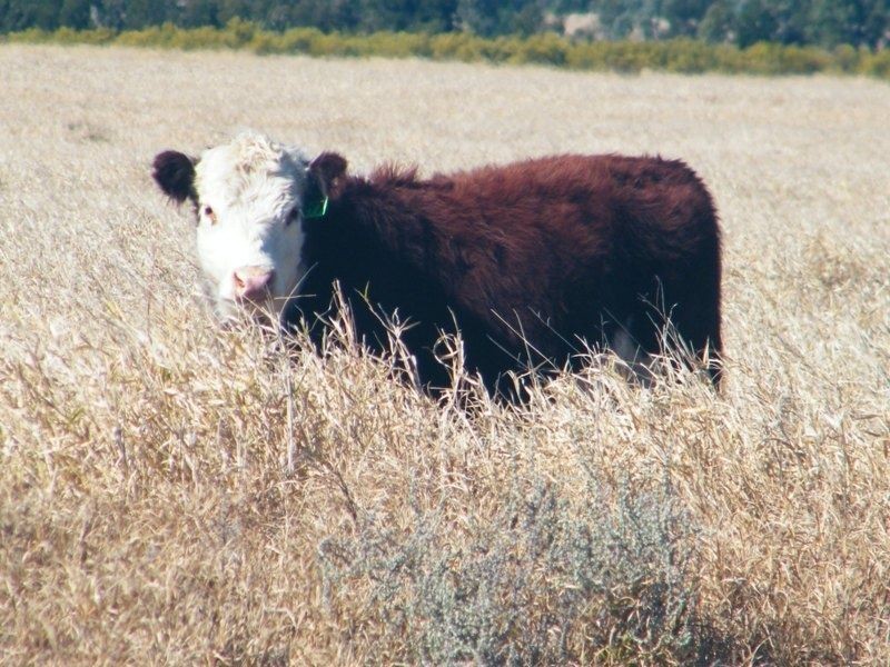 Taemarie, Yulabilla Road, Condamine QLD 4416