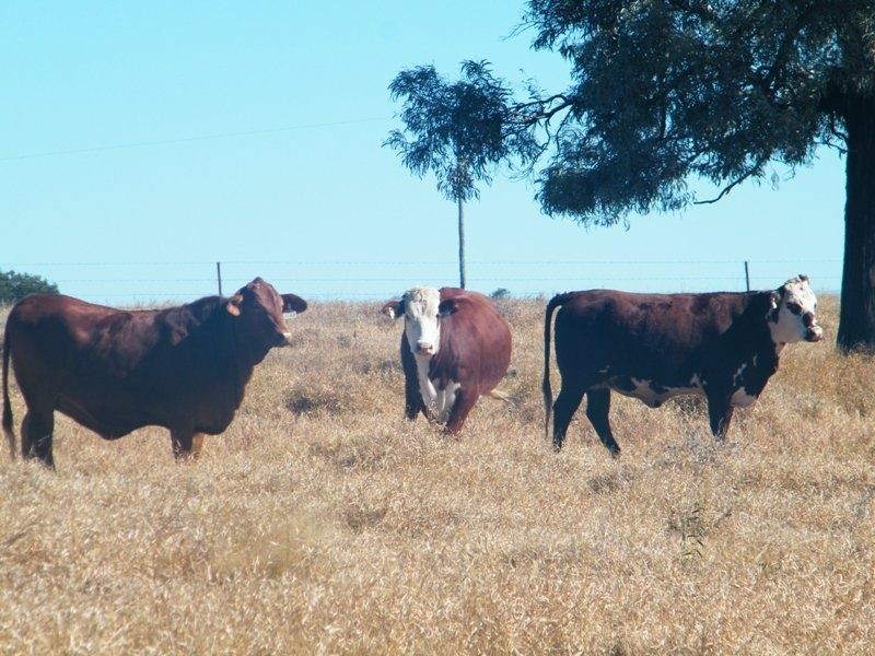 Taemarie, Yulabilla Road, Condamine QLD 4416