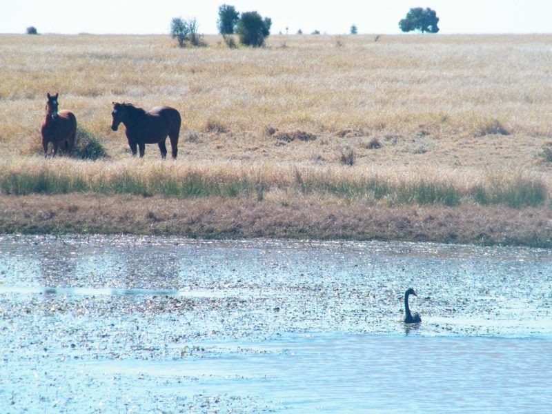 Taemarie, Yulabilla Road, Condamine QLD 4416