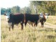 Lot 22 Racecourse Road, Chinchilla QLD 4413