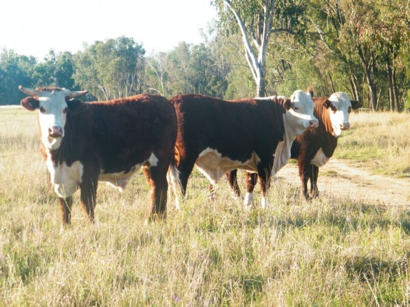 Lot 22 Racecourse Road, Chinchilla QLD 4413
