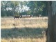 Lot 22 Racecourse Road, Chinchilla QLD 4413
