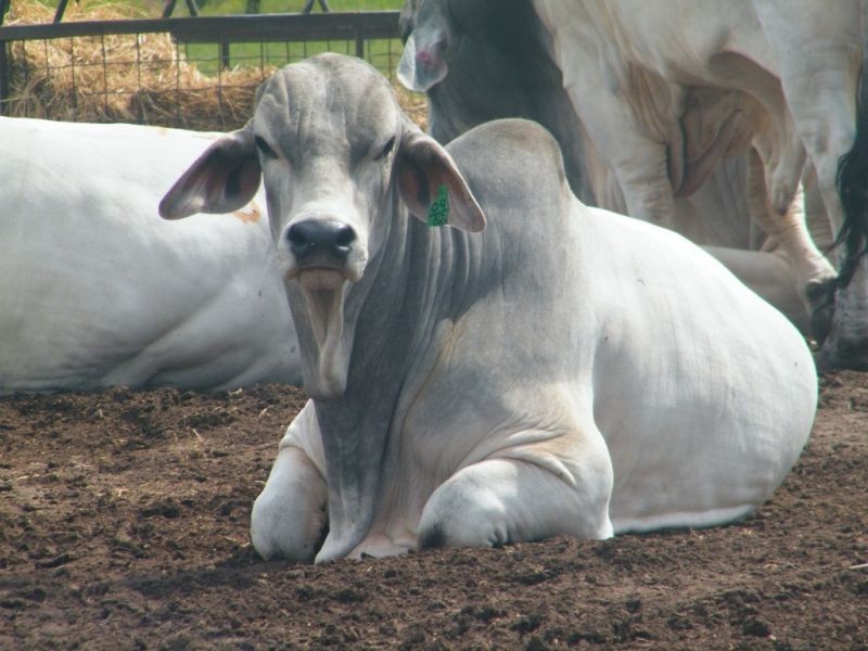 706 Healeys Road – Campbells Camp, Brigalow QLD 4412