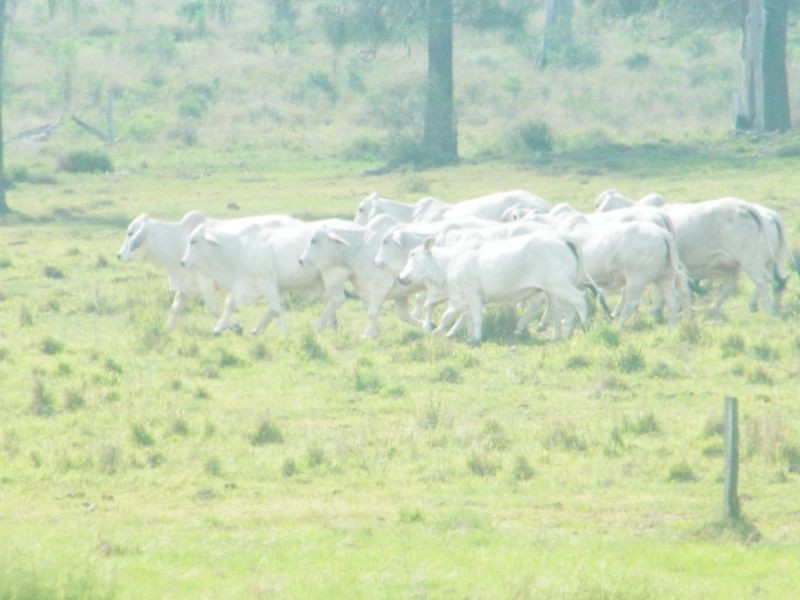 706 Healeys Road – Campbells Camp, Brigalow QLD 4412