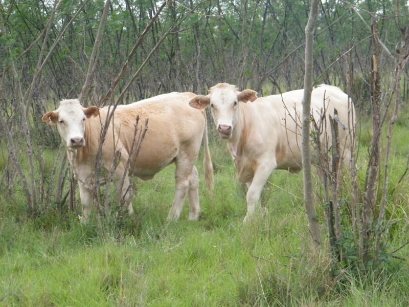 421 Chances Plains Road, Chinchilla QLD 4413