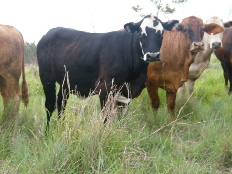 421 Chances Plains Road, Chinchilla QLD 4413