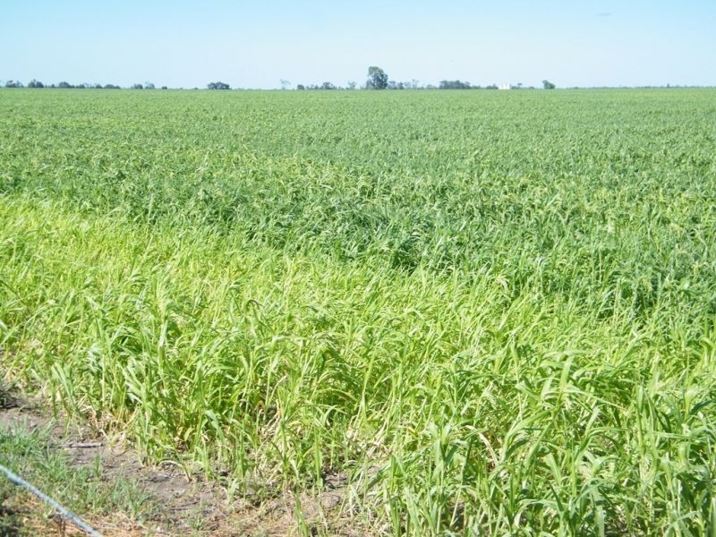 421 Chances Plains Road, Chinchilla QLD 4413