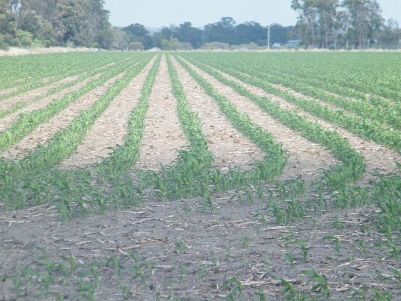 421 Chances Plains Road, Chinchilla QLD 4413