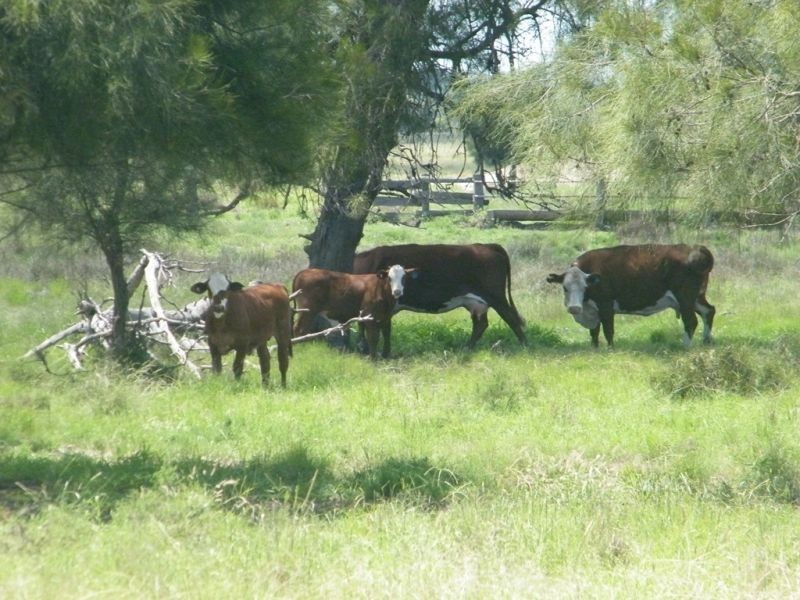 Lot 94 Lees Road, Chinchilla QLD 4413