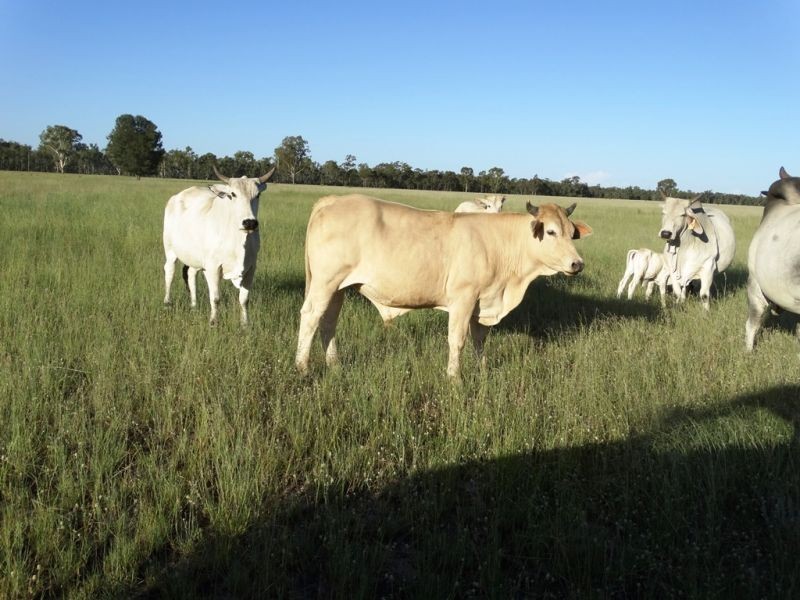 . Barnham Downs, Kogan QLD 4406