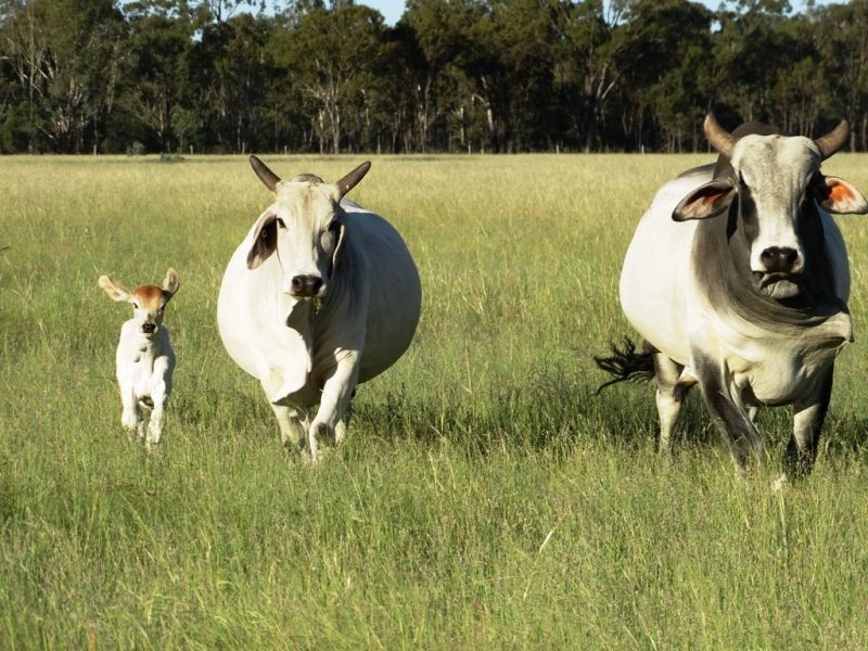 . Barnham Downs, Kogan QLD 4406