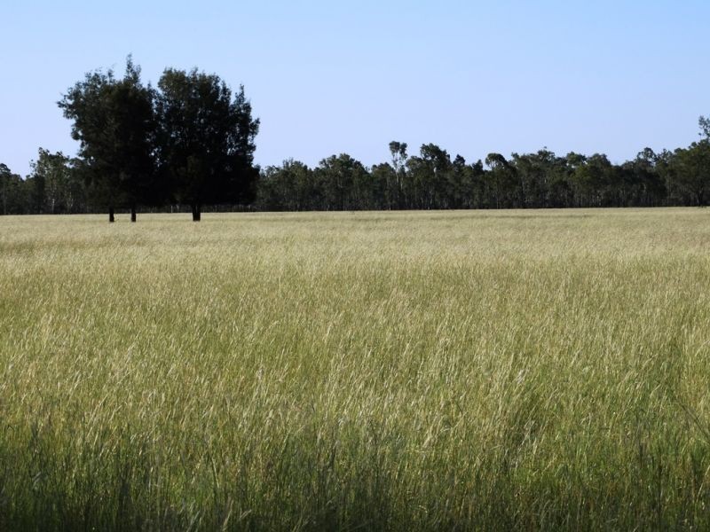 . Barnham Downs, Kogan QLD 4406