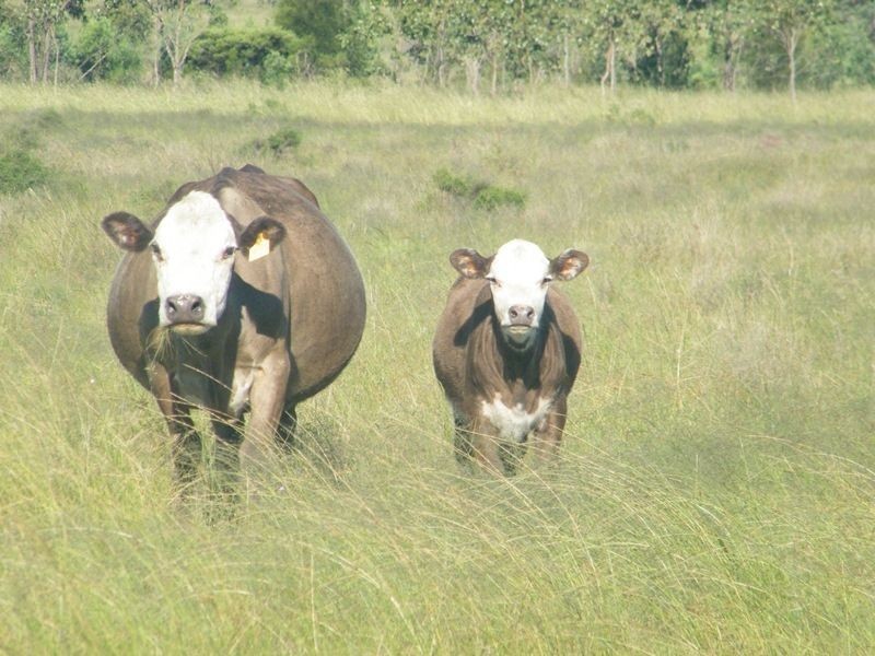 598 Bullrush-Billabong Road, Miles QLD 4415