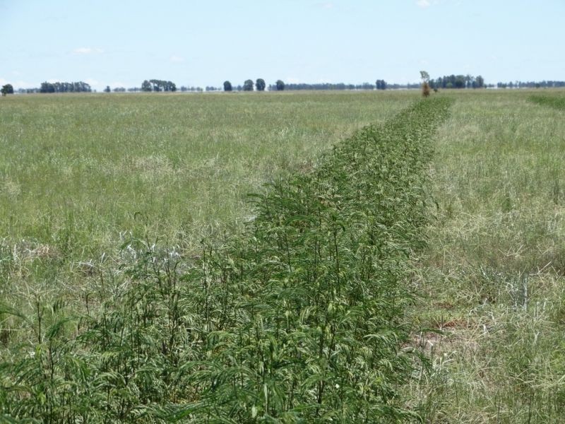 1080 ACRES 1958 – Kogan Condamine Highway, Chinchilla QLD 4413