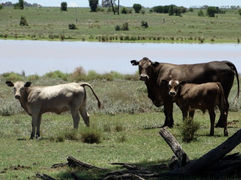 1080 ACRES 1958 – Kogan Condamine Highway, Chinchilla QLD 4413