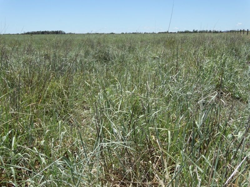 1080 ACRES 1958 – Kogan Condamine Highway, Chinchilla QLD 4413