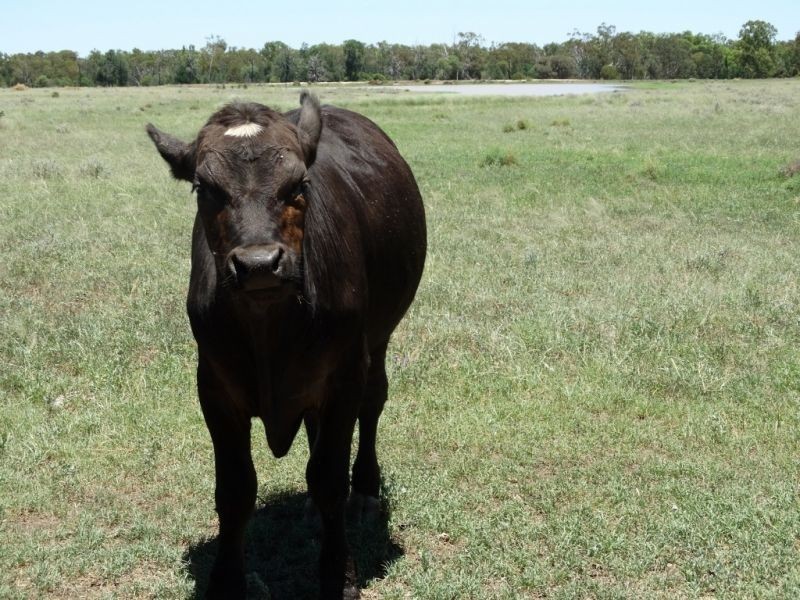 1080 ACRES 1958 – Kogan Condamine Highway, Chinchilla QLD 4413