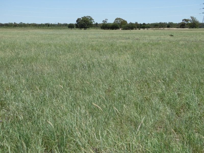 1080 ACRES 1958 – Kogan Condamine Highway, Chinchilla QLD 4413