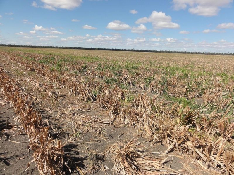 202 Tuckerang Road, Warra QLD 4411