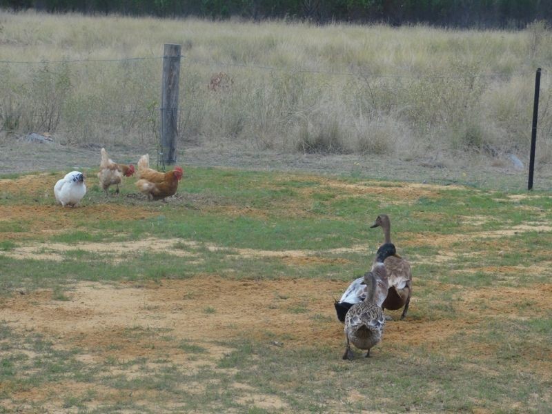 277 Surcingle Road, Chinchilla QLD 4413