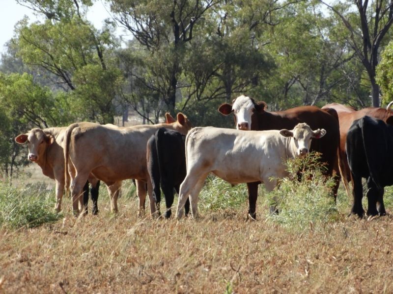 640 ACRES – Butlers Road, Drillham South QLD 4424