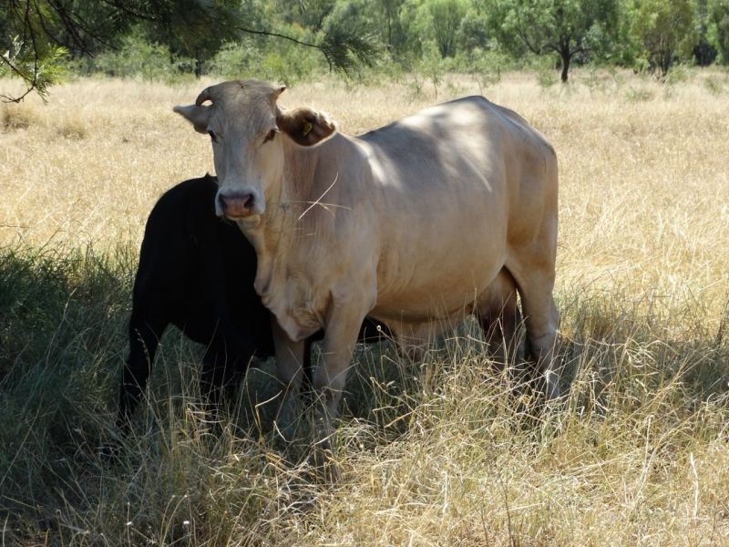 1230 ACRES – Clarkes Road, Chinchilla QLD 4413