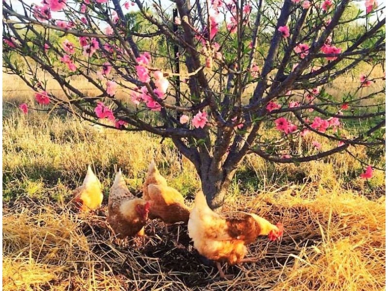 237 Price Street, Chinchilla QLD 4413