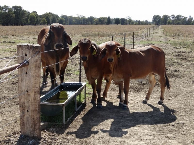 570 ACRES – Burncluith District, Chinchilla QLD 4413