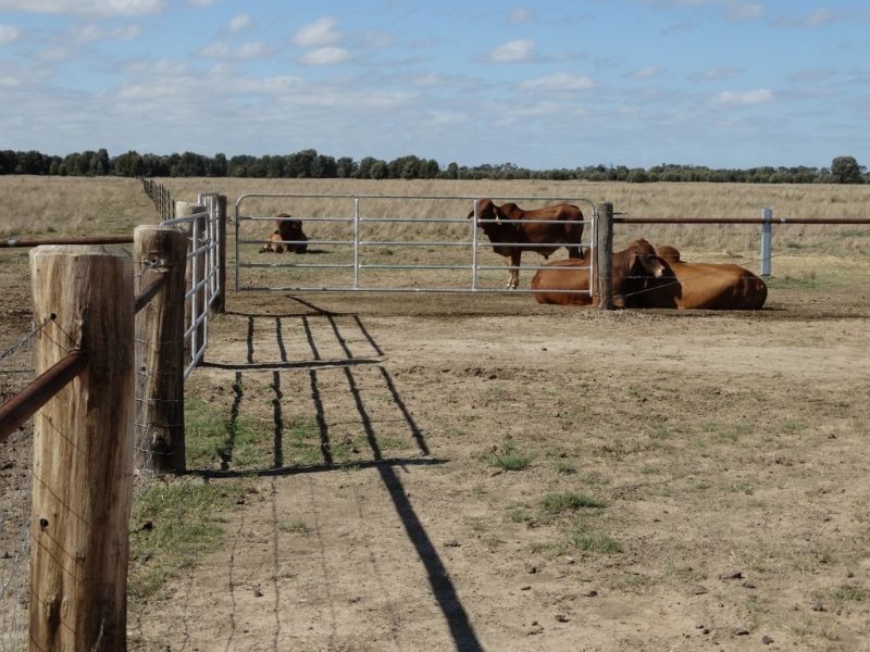 570 ACRES – Burncluith District, Chinchilla QLD 4413