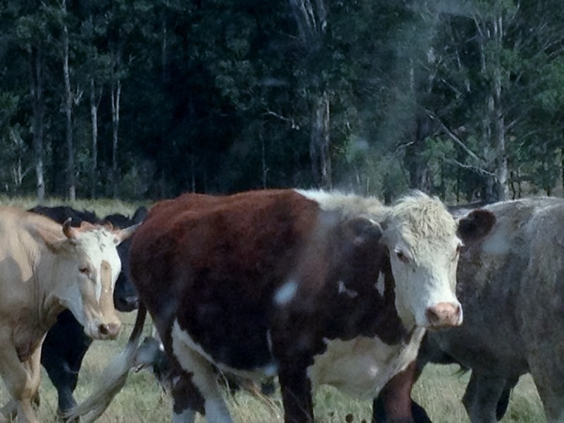 Singleton NSW 2330