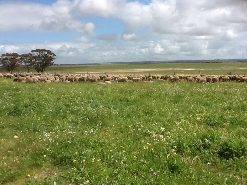 1121 Agaton Road, Dandaragan WA 6507