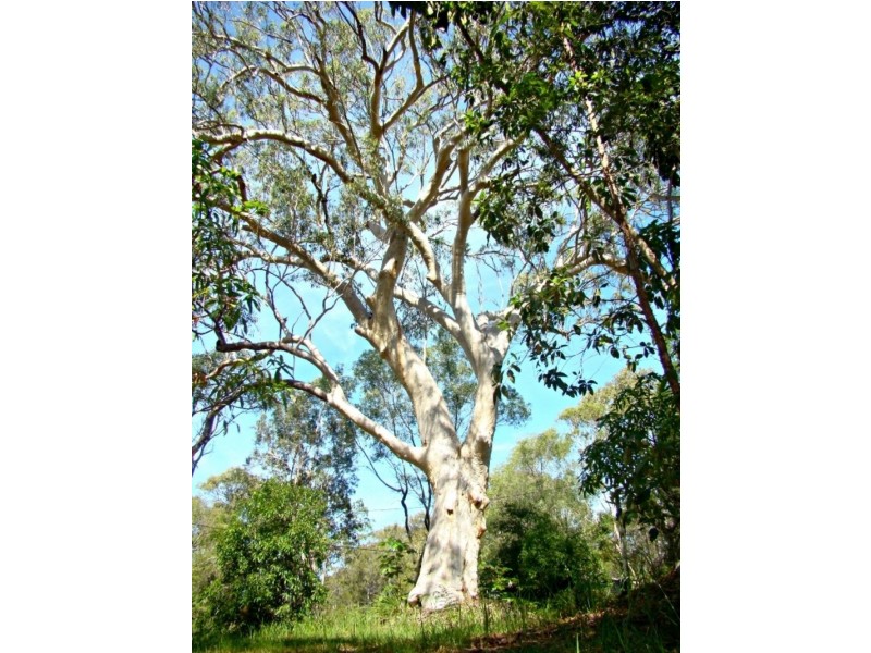 155 Clarendon Road, Peregian Beach QLD 4573